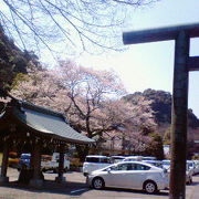 長良川沿いの桜が多い神社