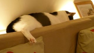 猫のいるゆったりカフェ　手作りケーキもおいしい