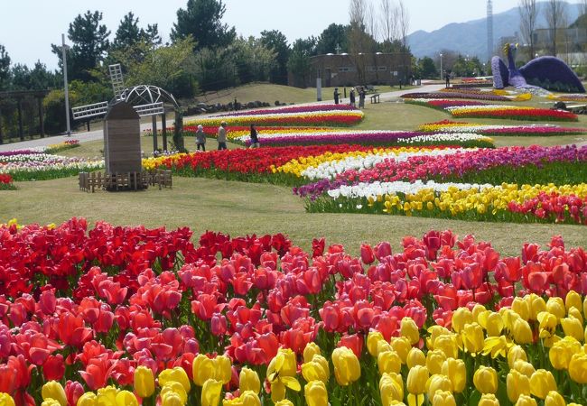 チューリップが花盛り