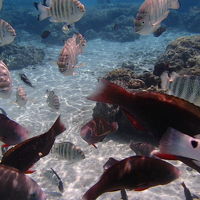 ビーチは水族館状態、