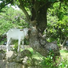 ビジターセンターの石垣の上に山羊が居た
