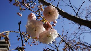 普賢象さくら」という銘木があります