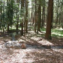 小川というより小さな水の流れも