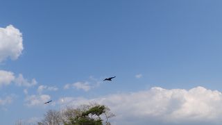 越冬していた渡り鳥はすでに旅立ち‥