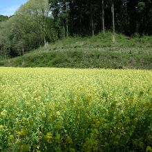 菜の花畑