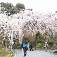 枝垂れ桜が満開