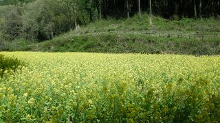 菜の花満開