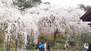 桜の名所の天龍寺を見物