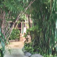 ジャングル風呂