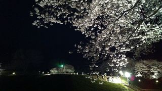 満開の桜　ライトアップ