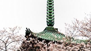 桜に映える旧寛永寺五重塔