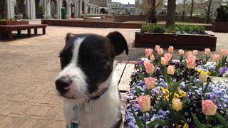 ドッグランがあります