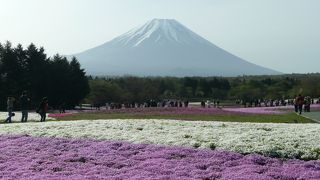 富士山とのコラボが最高