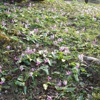 ケビン周りのカタクリの群落