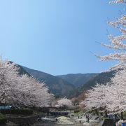 大津谷公園キャンプ場