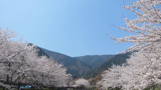 大津谷公園キャンプ場