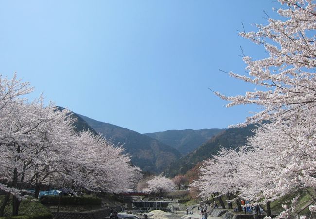 大津谷公園キャンプ場