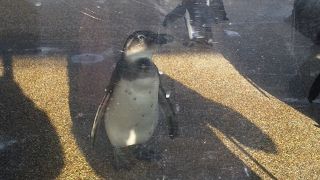 オオサンショウウオが目玉