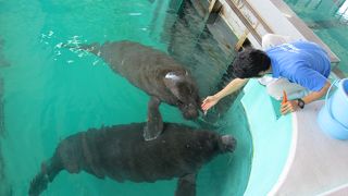 別館なので見過ごしそう