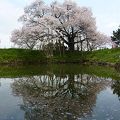 水面に浮かぶ１本桜を見るならここ！！