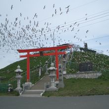 たくさんのウミネコ