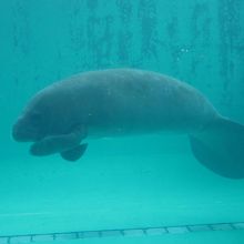マナティーです。