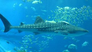 ジンベイザメが見れます