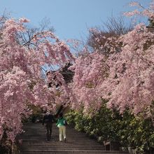 桜満開、きれいに咲いています