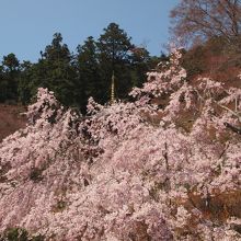桜と多宝塔です