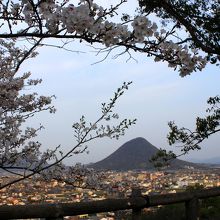 飯野山と桜　ここで一息ついて