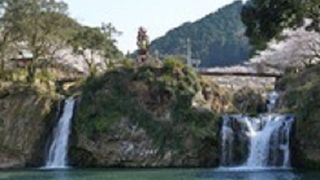 人に馴れている鴨