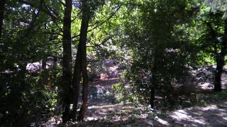 ボヤナ教会を囲んでいる森公園が素晴らしい