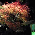 紅葉シーズンの夜間開園