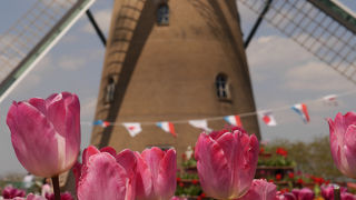 オランダ風車を背景に沢山のチューリップが見れます「佐倉チューリップフェスタ」