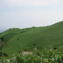 背後に広がる草原の緑