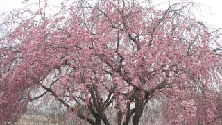 桜がきれいな東谷山フルーツパーク