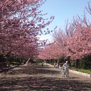 横浜までの水道みちは、大和では桜に囲まれる