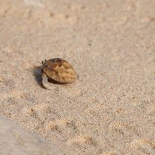 ヤドカリもたくさんいます。