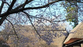 学び舎の桜飾り