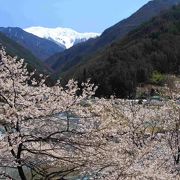 のどかな桜まつり