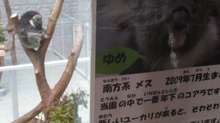 動物とアクティビティ