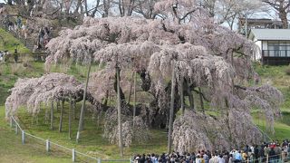 満開の滝桜は見事です