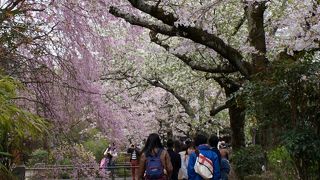 小道を散歩しながら春は桜、秋は紅葉が楽しめます