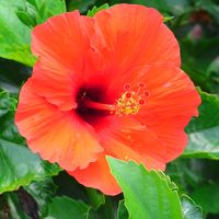 ホテルに飾ってあったハイビスカス。