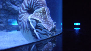 光る珊瑚がとても綺麗です