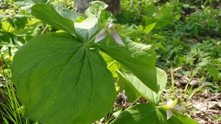 鳥のさえずり・木々の緑を楽しめる公園