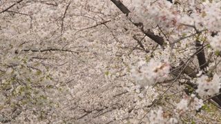 砂子水路の桜