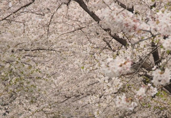 砂子水路の桜