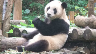 ラクダ山で写真を撮りパンダを見て終り