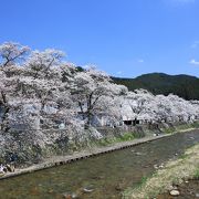 新庄川の堤防沿いに咲く桜並木がとてもきれいです